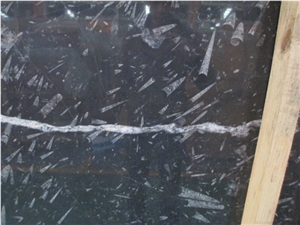 Black Fossil Slabs, Fossil Black Marble Slabs, Ocean Jura Fossil Slabs,Kenya Marble Tiles & Slabs/Antique Serpenggiante Marble Tiles & Slabs/Fossil Black Marble Tiles & Slabs,Cut-To-Size for Wall