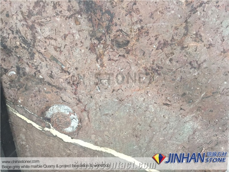 Brown Fossil Marble, Brown Shell Marble, Brown Sea Marble, Sea World Marble