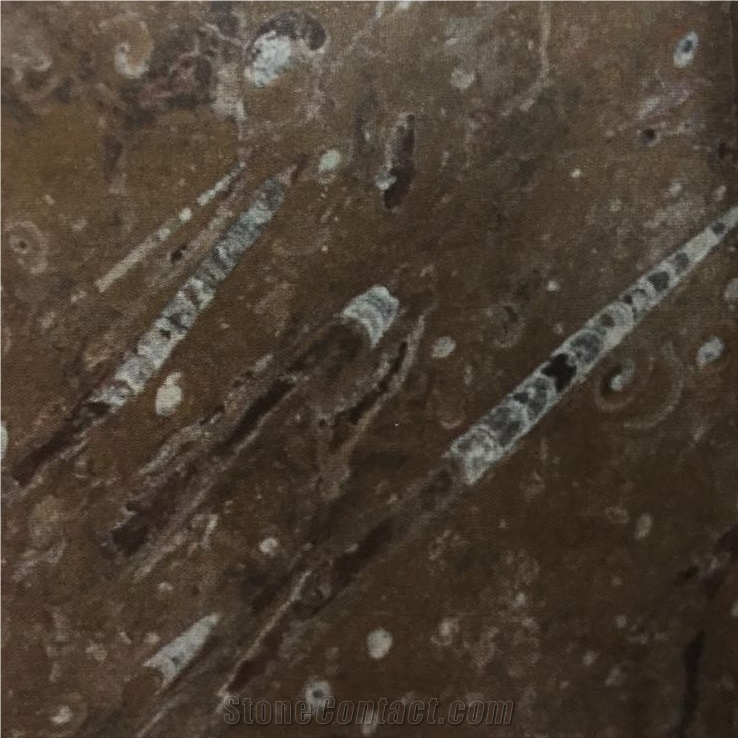 Fossile Marrone Marble Slabs Tiles, Fossil Brown Marble