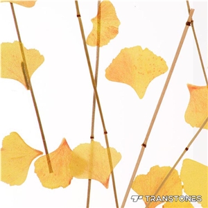 Translucent Acrylic Solid Surface Interior Design