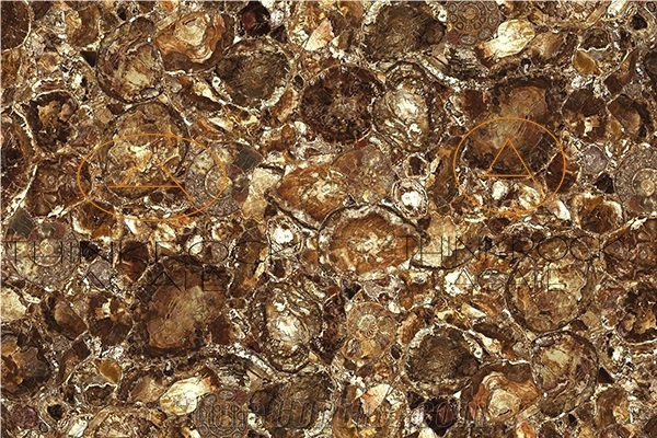 Petrified Wood Stone Semi-Precious Gemstone Slabs