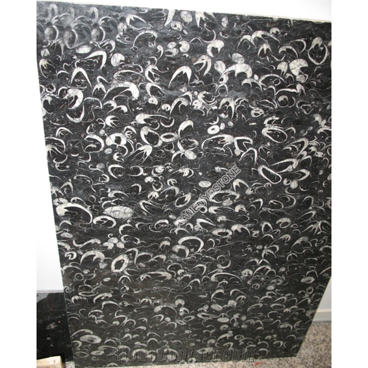 Shell Reef Patterned Moroccan Fossil Black Marble