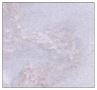 China Gentleman White Marble Tile on Sale