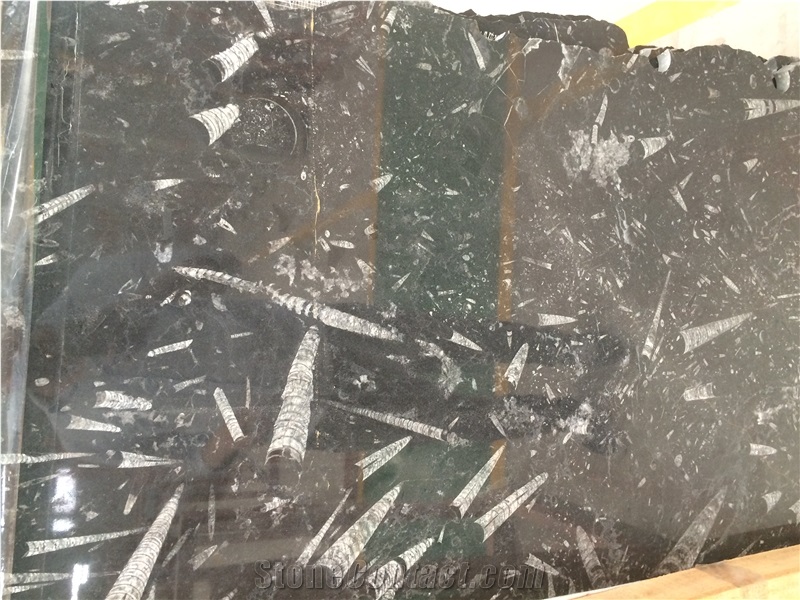 Fossil Black Marble,Morocco Black Marble
