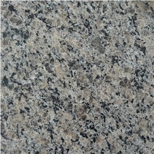 Caledonia Brown Granite Slabs