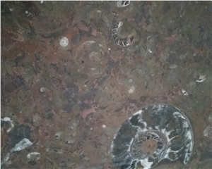 Fossil Brown Marble Price