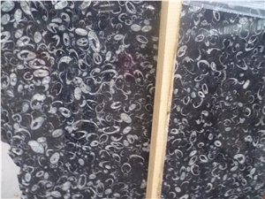 Imported Black Fossil Marble Price Per Square Meter