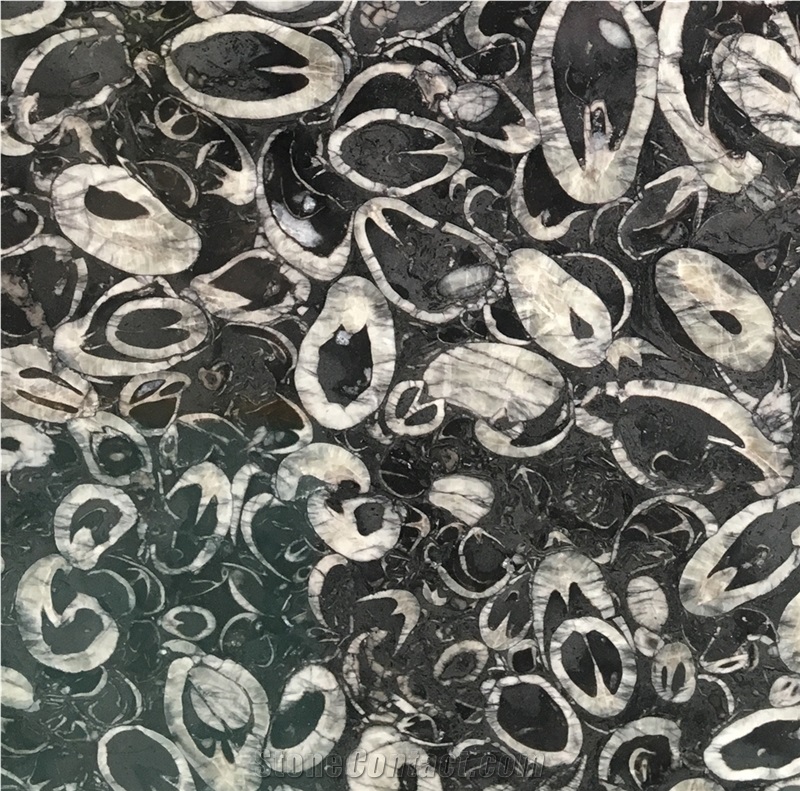 Whosale Black Fossil Marble Slab Tile Price