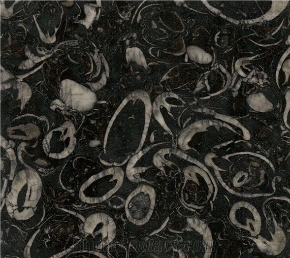 Sea Shell Marble, Fossil Black Marble