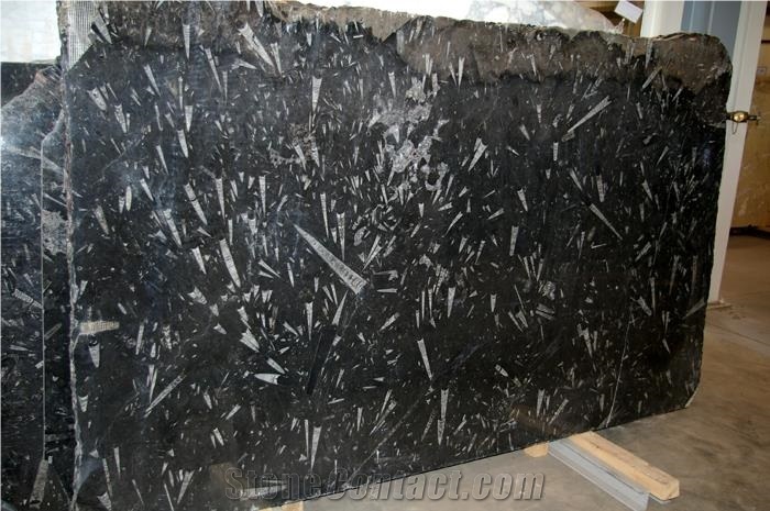 Polished Black Fossil Marble Slab Tile