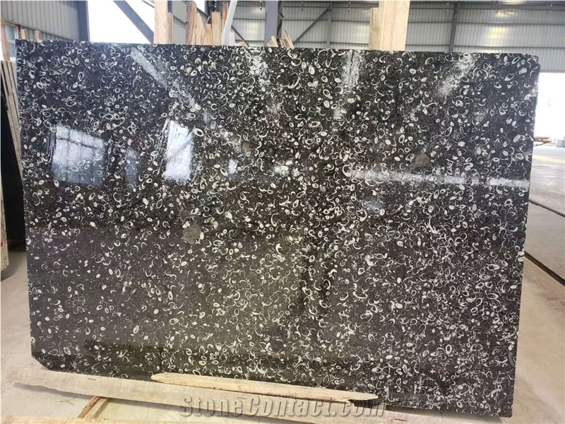Sea Shell Flower/ China Black Fossil Marble Slabs
