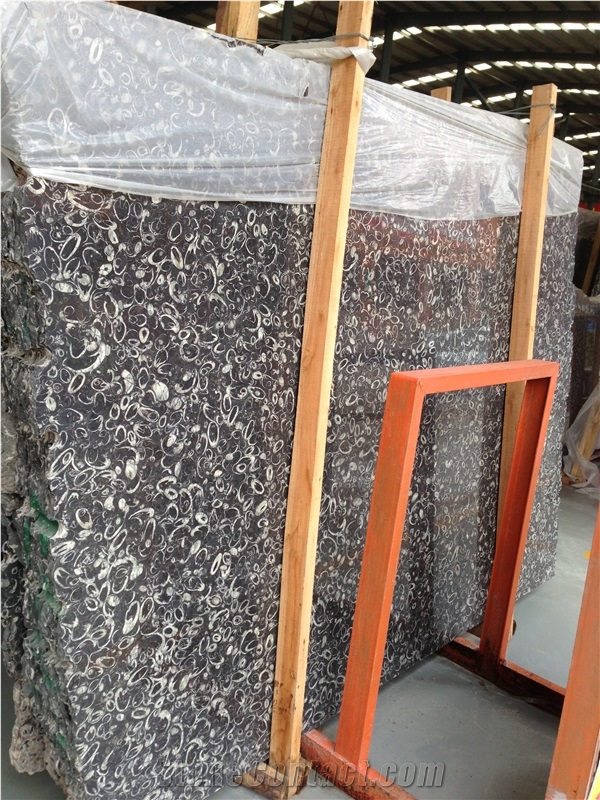 China Black Marble Fossil Sea Shell Tiles Slabs