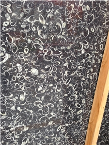 China Black Marble Fossil Sea Shell Tiles Slabs