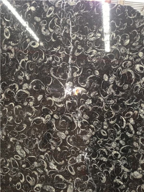China Black Marble Fossil Sea Shell Tiles Slabs
