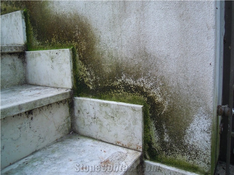 Alganet - Algae, Moss, Mould Cleaning Detergent