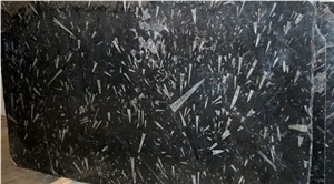 Fossil Black Marble Slab, Black Fossil Marble Slab