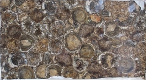Petrified Wood Semiprecious Stone Slabs