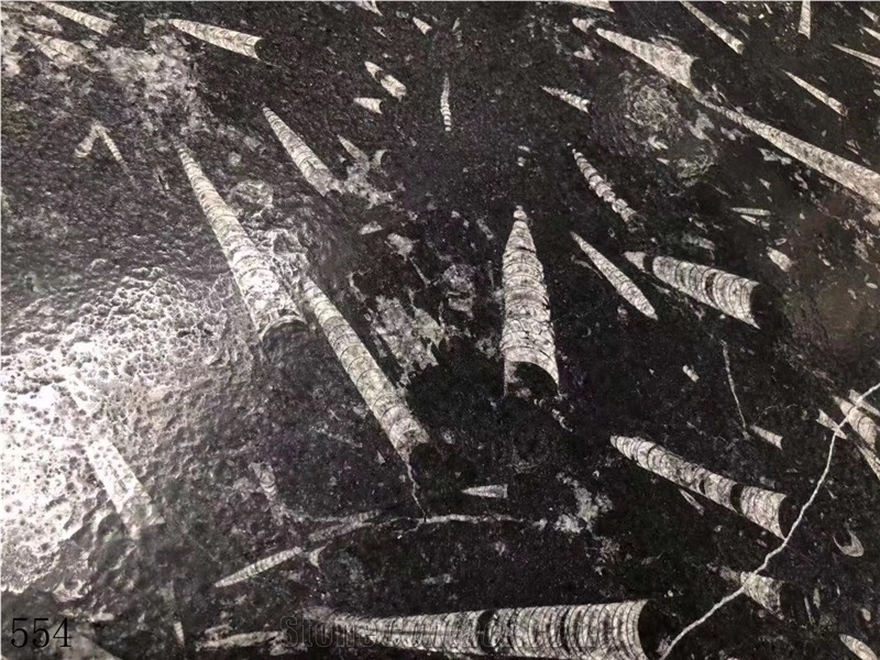 Fossil Black Marble Polished Slabs Tiles