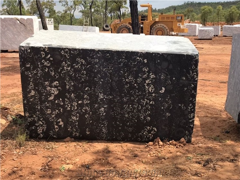 Australia Black Marble, Orbicular Black Marble Blocks