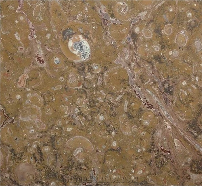 Fossil Brown Marble