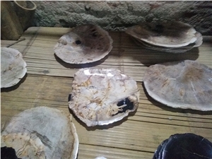 Plates Of Petrified Wood