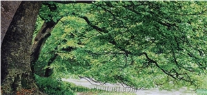 Landscape Scenery Of Green Trees Mosaic Art
