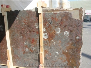 Macrofossil - Gran Fossil Marble, Fossil Brown Marble Blocks