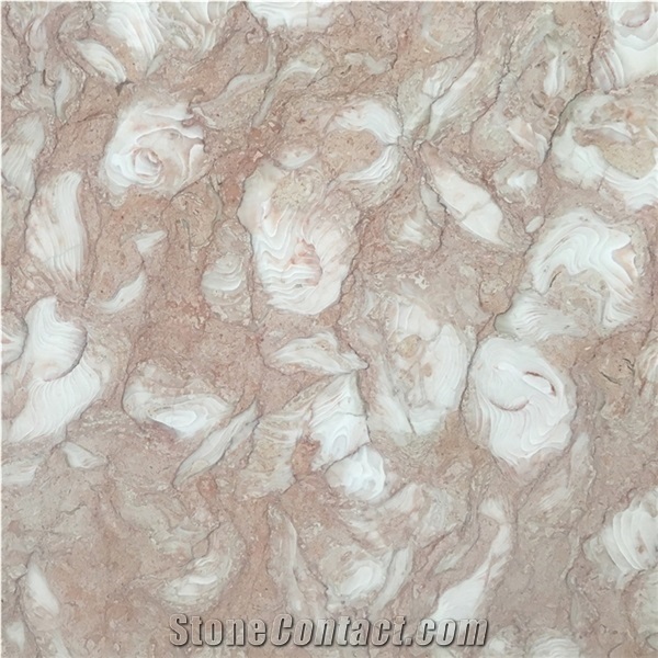Polished Fosilius Pink Limestone Slab