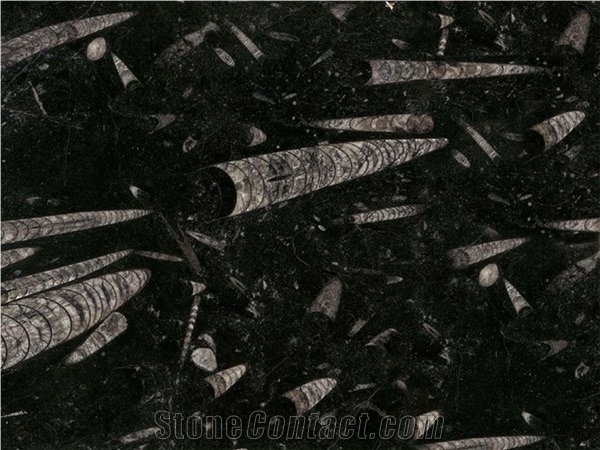 Fossile Black Marble Slabs & Tiles