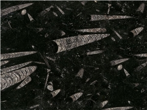 Fossile Black Marble Slabs & Tiles