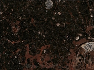 Fossile Brown Marble Slabs & Tiles
