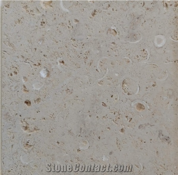 White Shell Stone, Coral Stone Tiles