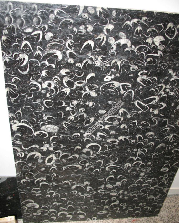 fossil black marble 8.jpg
