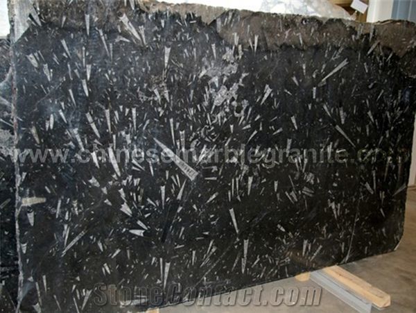 black-fossil-marble-sea-shell-marble-slabs-tiles-china-black-marble-p310458-1b.jpg