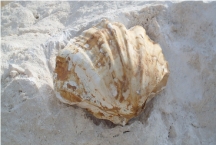 White Mactan Stone Quarry