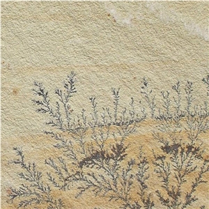 Fossil Mint Sandstone