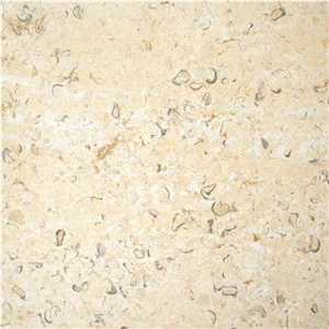 Jerusalem Golden Shell Limestone