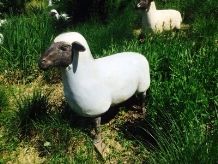 Sheep statues for Italian Client's garden  2014