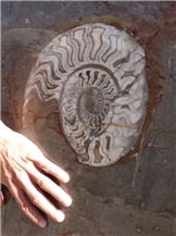 Morocco-Fossil Stones