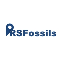 Rachid SLIMANI RSFossils