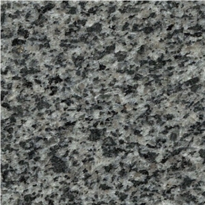 G654 Dark Green Grey Granite Of China Padang Granite Stone