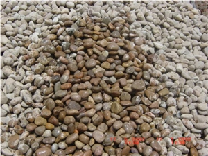 China Yellow Quartzite Pebble Stone On Mesh