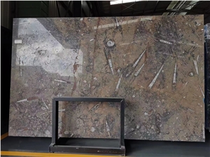 Gran Fossil Marble Macro Macrofossile Pietra Di Erfoud Slabs
