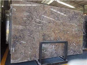 Gran Fossil Marble Macro Macrofossile Pietra Di Erfoud Slabs