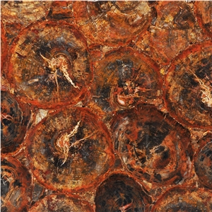 Red Petrified Wood Semiprecious Stone