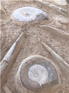 Fossilized Marble Ammonite Wall Plate