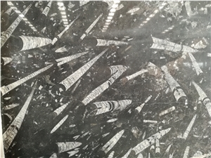 Morocco Fossil Black Marble Slab Tile