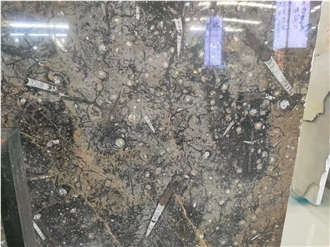 Gran Fossil Marble Slabs Pietra Di Erfoud Brown Stone Tile