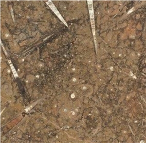 Moroccan Brown Fossil Marble Slabs