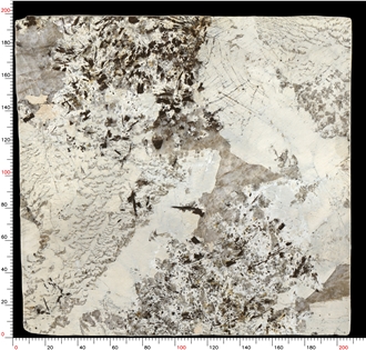 Patagonia Quartzite Slabs Feature Wall Vibrant Veins Artistic Allure